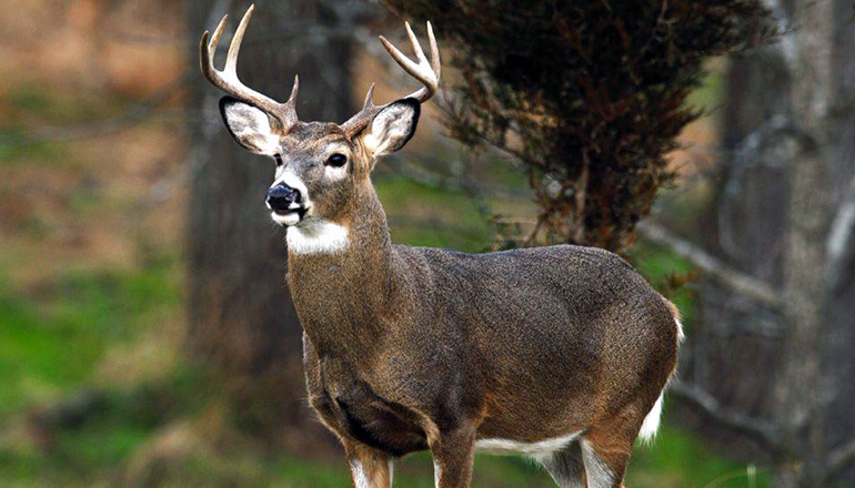 Apply online for Missouri Department of Conservation managed hunts starting July 1