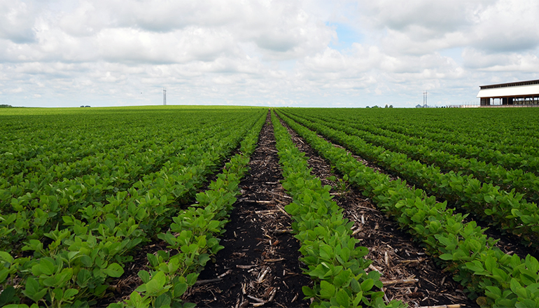 Now a good time to consider importance of residual herbicide in soybean ...