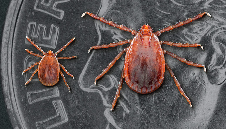 Emerging tick bite-associated meat allergy potentially affects thousands