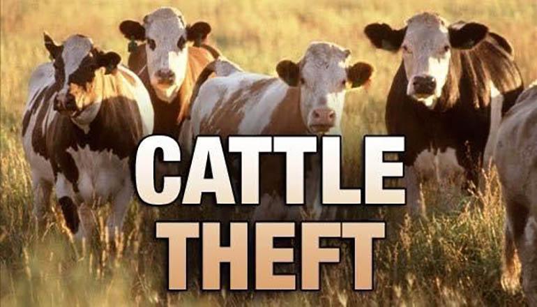 Cattle Theft News Graphic