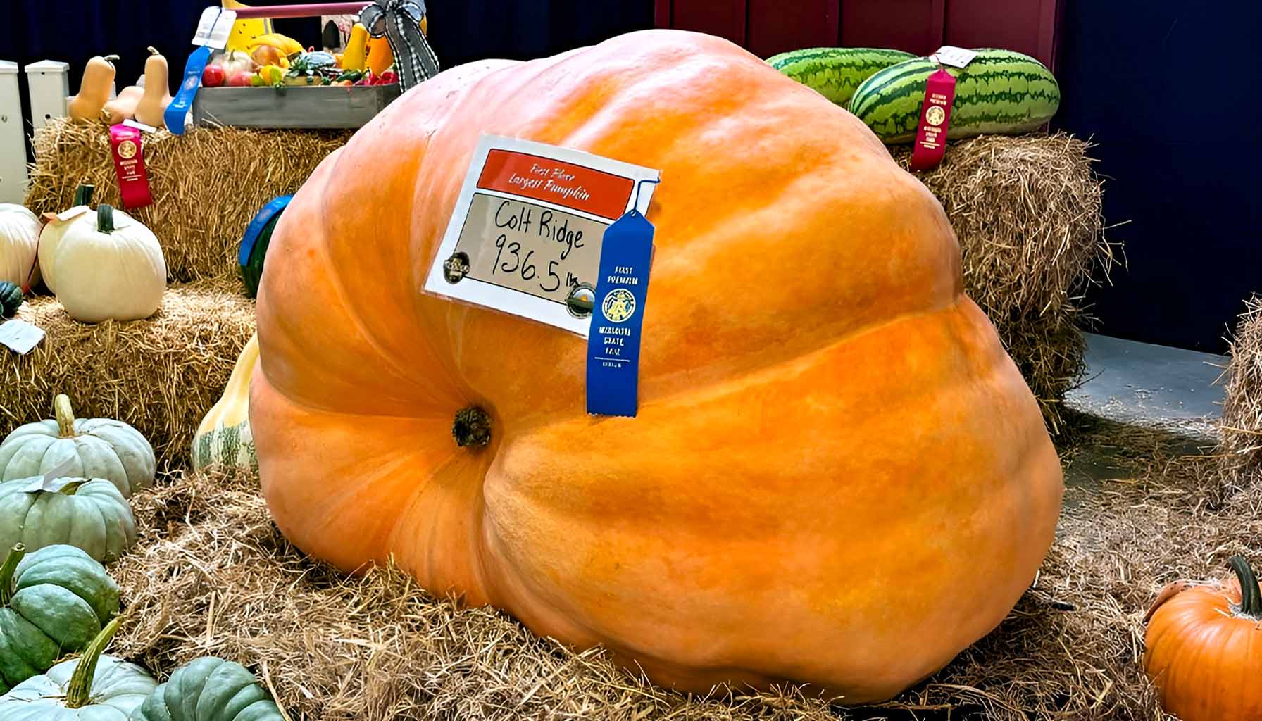 Colt Ridge 936 pound State Fair Pumpkin header