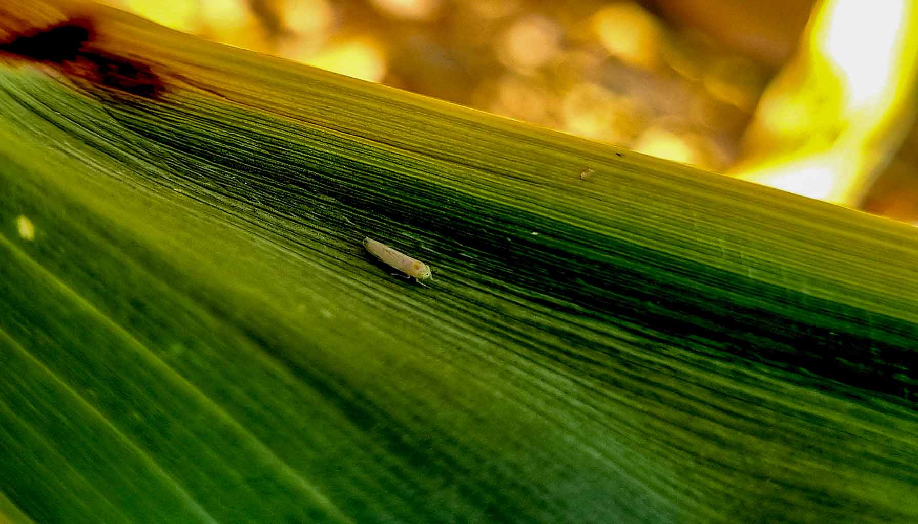 First case of stunt disease confirmed in Missouri corn fields