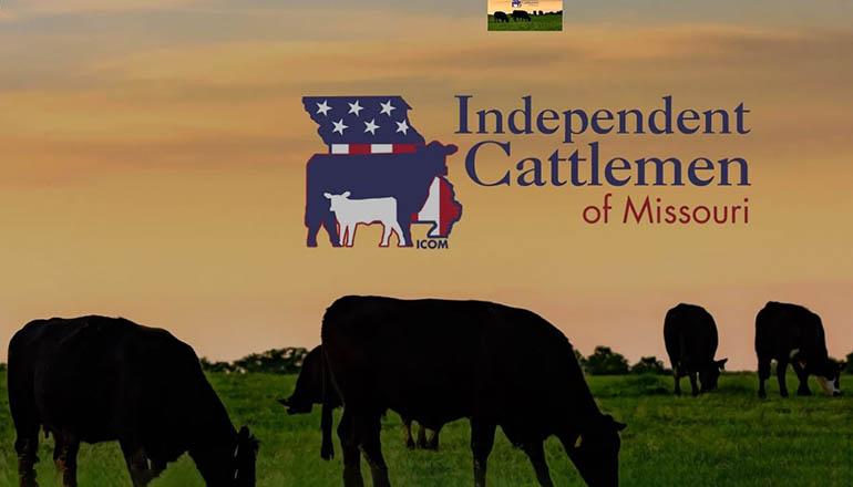 Independent Cattlemen of Missouri WEbsite