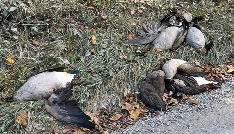 Poached geese in Columbia